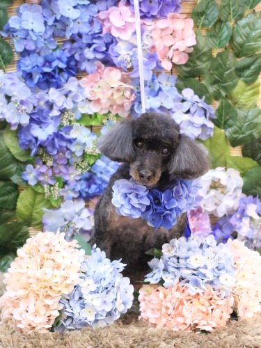 20250613ねねちゃん